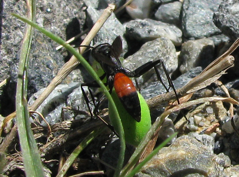 Pompilidae, possibile maschio di Priocnemis sp.